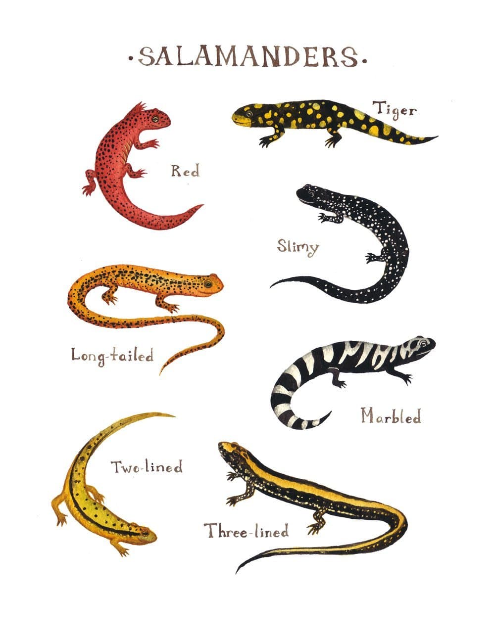 Salamander Field Guide Art Print
