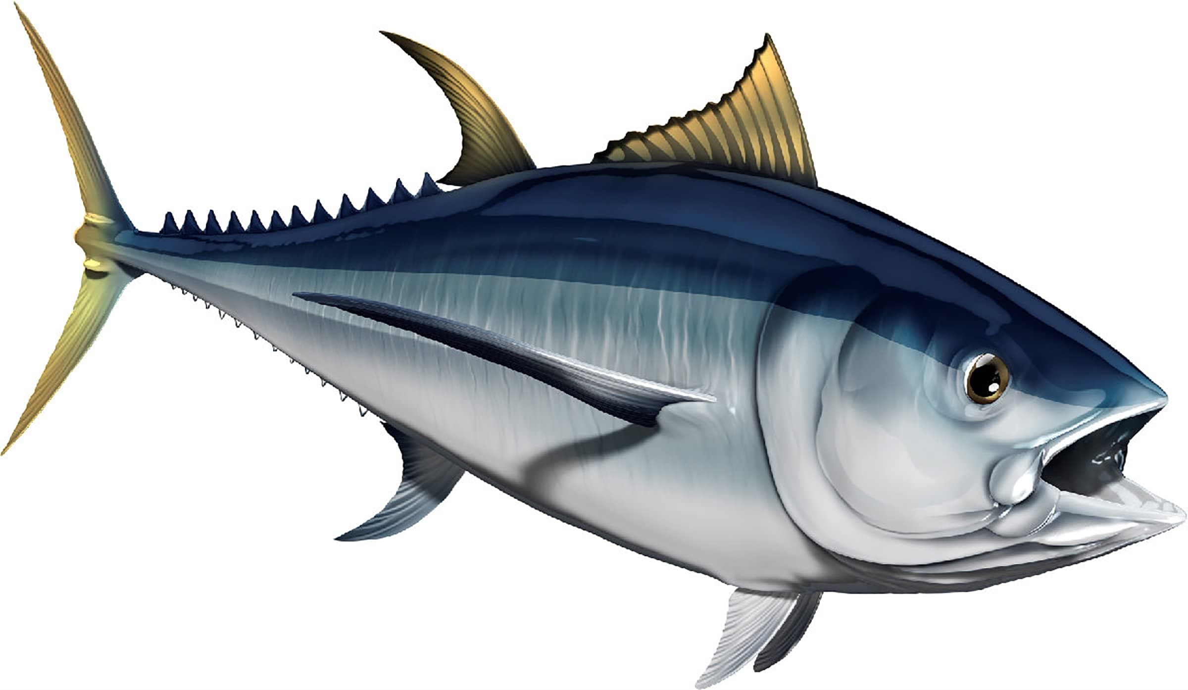 Albacore Tuna Beautiful Fish Decal | Fishing Decal for Boat, Car, Vehicle, Truck Etc. | Waterproof Vinyl Sticker | Many Sizes & Styles Available | 12" to 40" by Digital Fish Art (Small, Position 1)