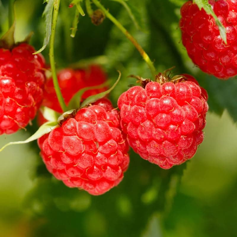 2 Raspberry Plants Live Seedlings, 5 to 9 Inch Tall, Sweet Raspberry Bush Live Plants, Edible Raspberries Fruit Trees Live Plants, No Pot (Red Raspberry)