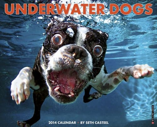Underwater Dogs 2014 Wall Calendar Calendar – Wall Calendar, July 12, 2013