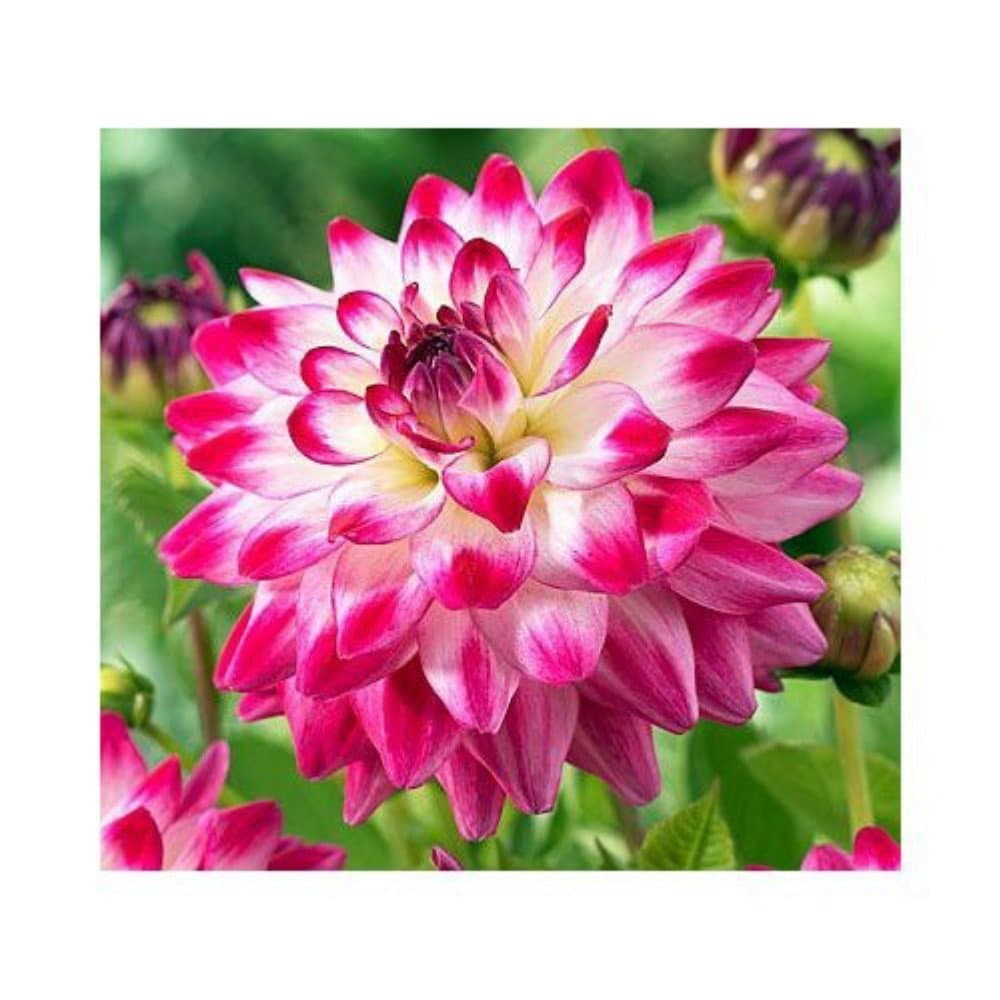 2018 CLUB LATINA MAGAZINE #372