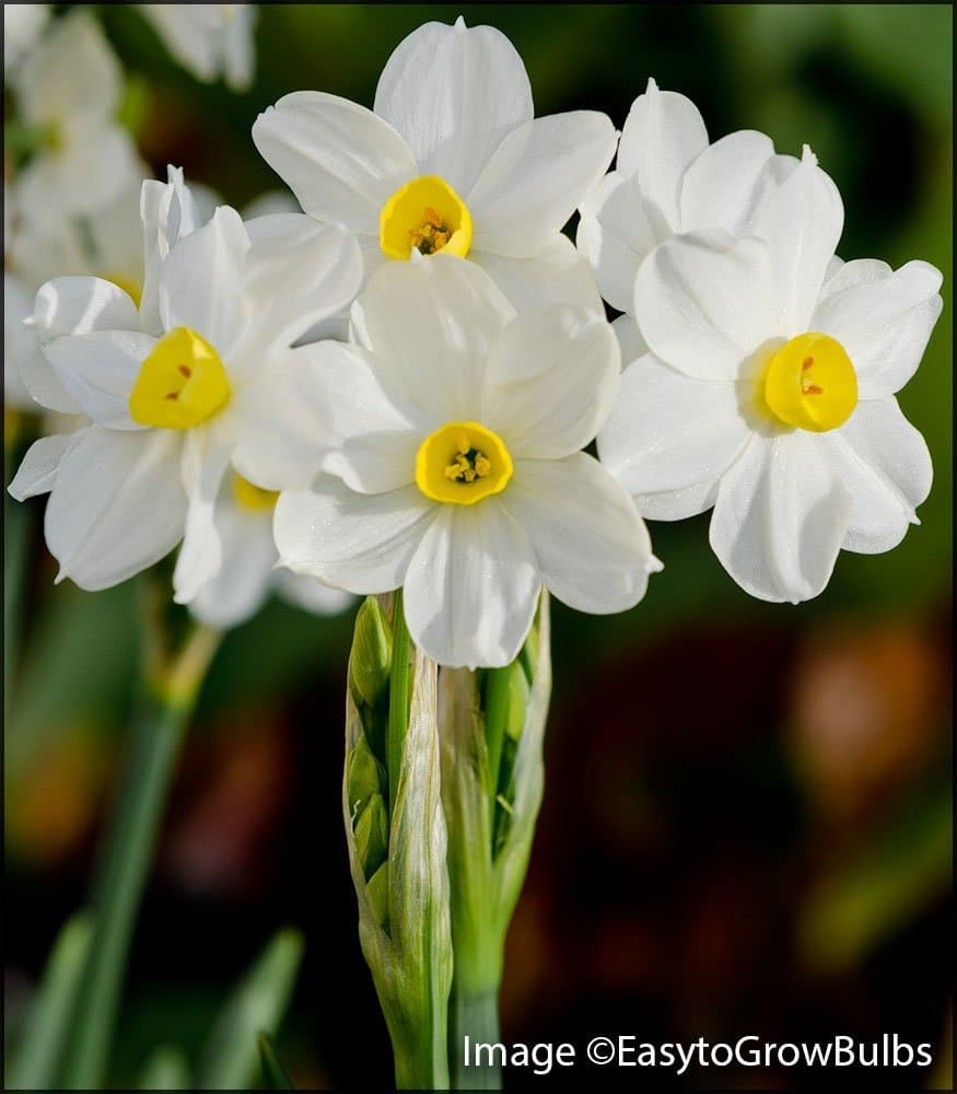 Gate Garden Nargis or Narcissus flower Bulbs, Soft YELLOW Blooms with LIGHT Fragrance Indoor/outdoor Blooming and Fragrant Pack of 10
