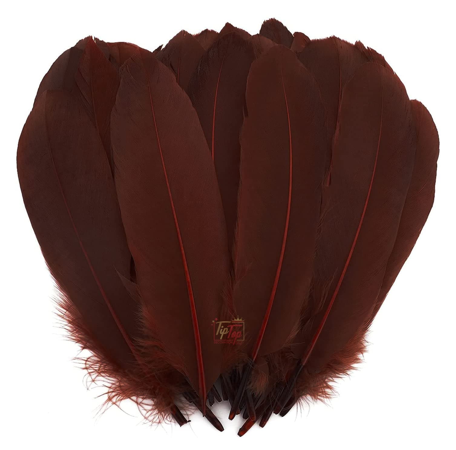 TIPTOP DECORATION Natural Dyed Goose Feathers Quills (10 Pieces) (15-20 cm) (Cocoa Brown)