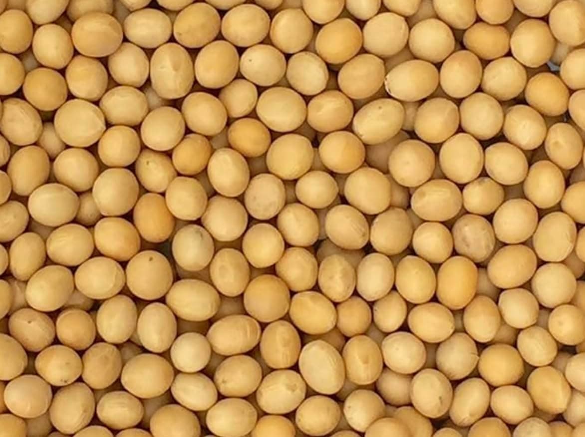 Premium Non-GMO Soybeans - 3 Lbs - Perfect for Soy Milk, Tofu, Natto - 100% Product of USA