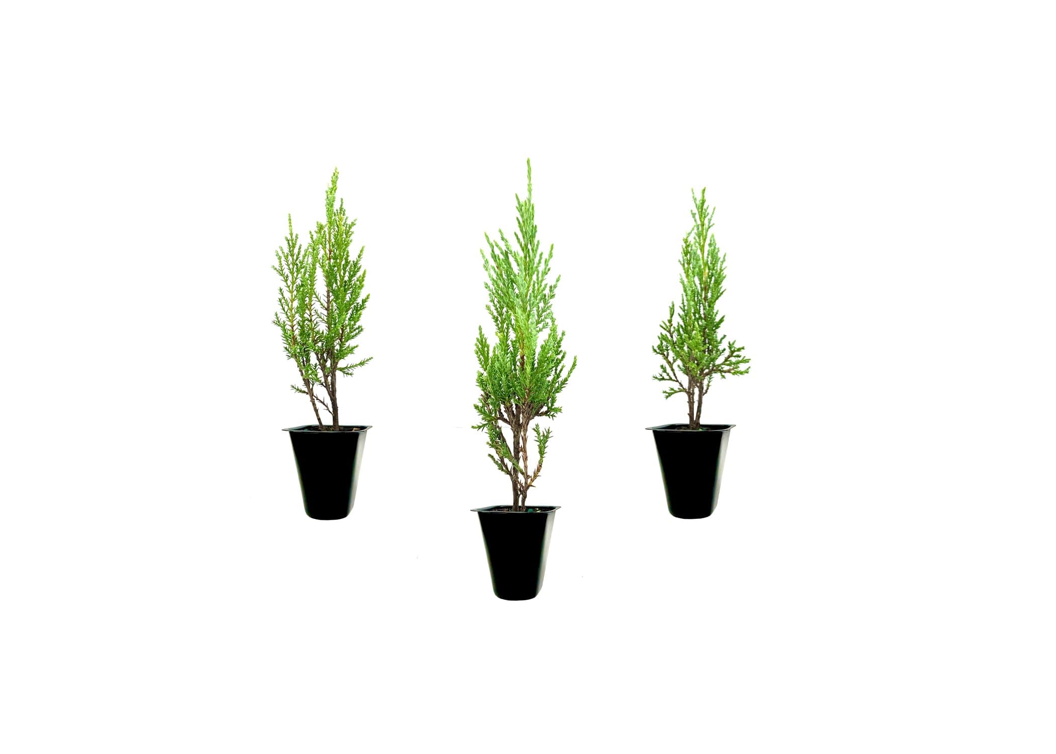 Medora Juniper | 3 Live Plants | Perfect for Year-Round Landscaping, Privacy Screening, and Low Water Environments, Drought-Tolerant