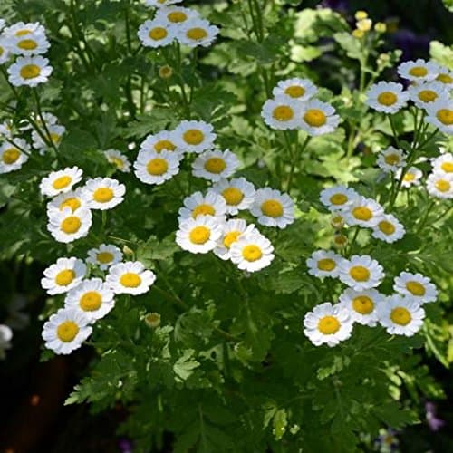 Palm Beach Medicinal Herbs - Feverfew (Tanacetum parthenium) - Packet of 50 Seeds