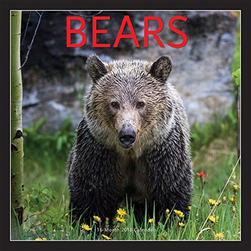 Bears 2018 Square Wall Calendar Calendar – Wall Calendar, 31 Aug. 2017