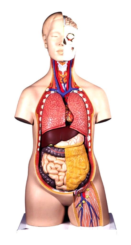 Human Torso Model, (30947)