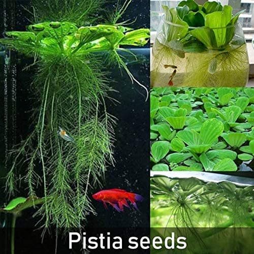WskLinft 100Pcs Finest Pistia Seeds Home Garden Pond Aquatic Plant Pool Aquarium Fish Tank Decor - Making it an Ideal Gift for Gardeners Pistia Seeds