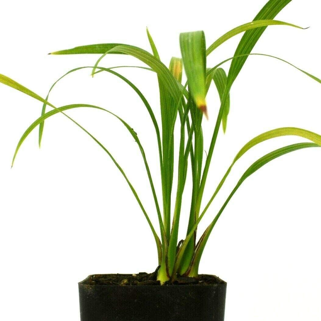 Robellini Palm Plant Pygmy Date Palm 4-6 Inch Tall 9-12 Month Old Rooted Potted (1 Plant)