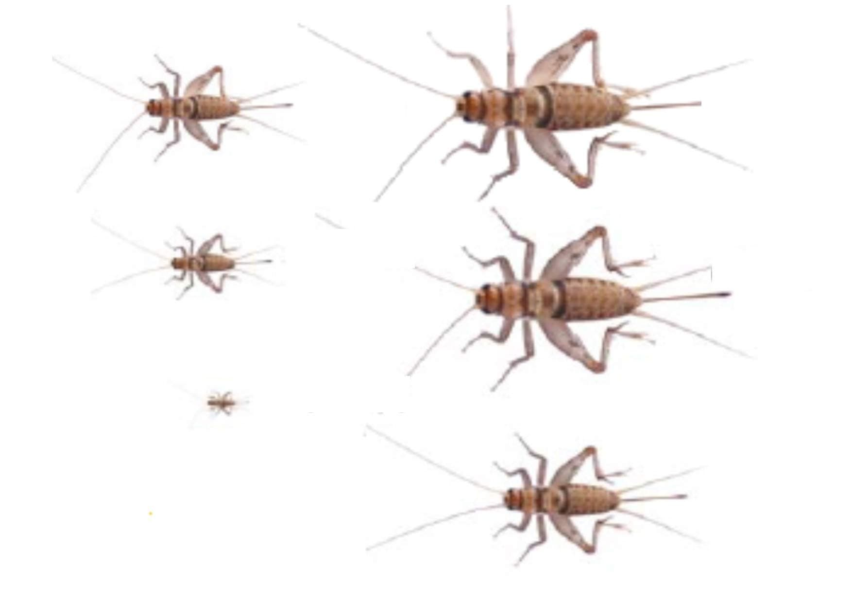 CM1000 Banded Crickets Medium sack of 1000 size 4 10-15 mm. NEXT DAY DELIVERY ORDER BEFORE 12 NOON.