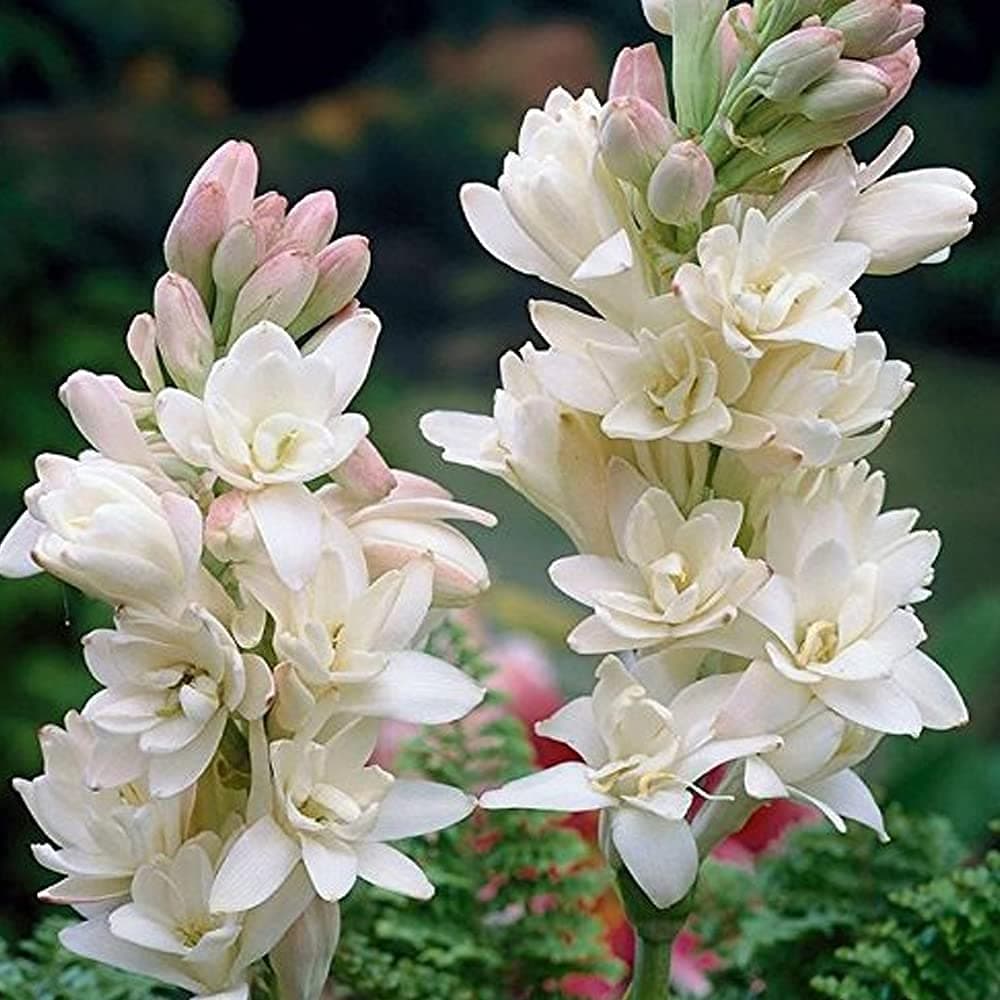 Rajnigandha Polianthes Tuberose Flower bulbs pack of (4)