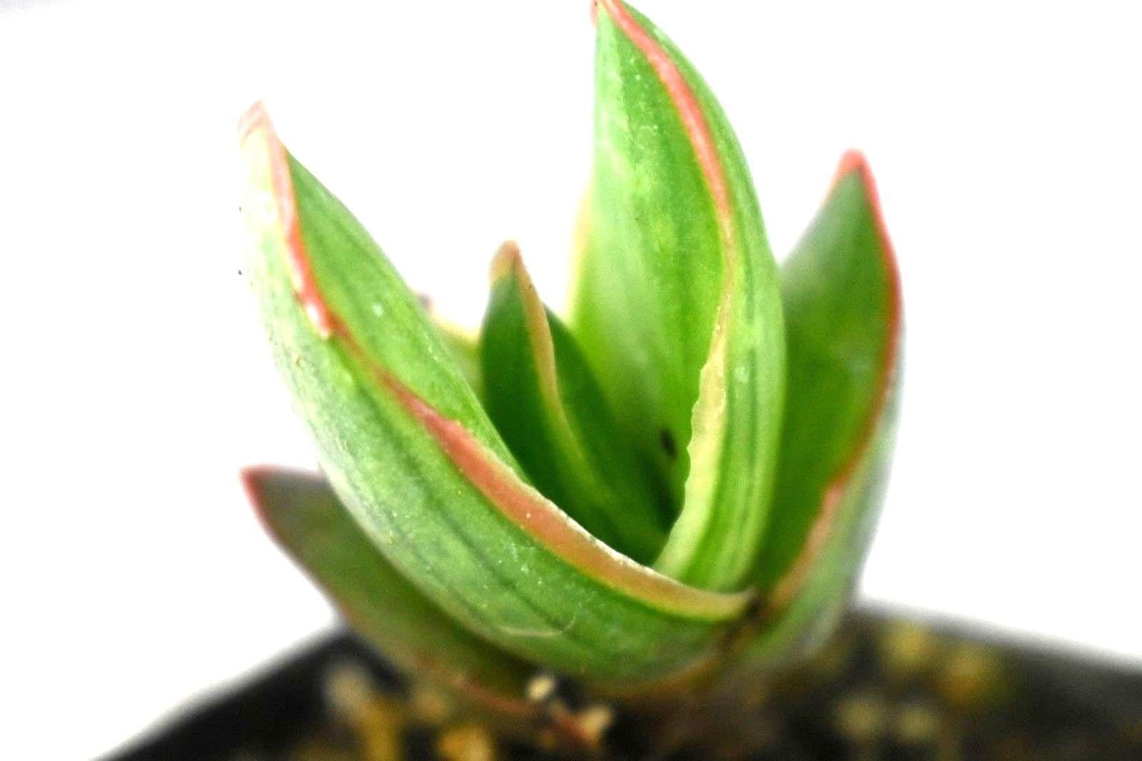 High Desert Nursery Coral Aloe Vera Striata Live Rooted Potted Plant, Green Yellow
