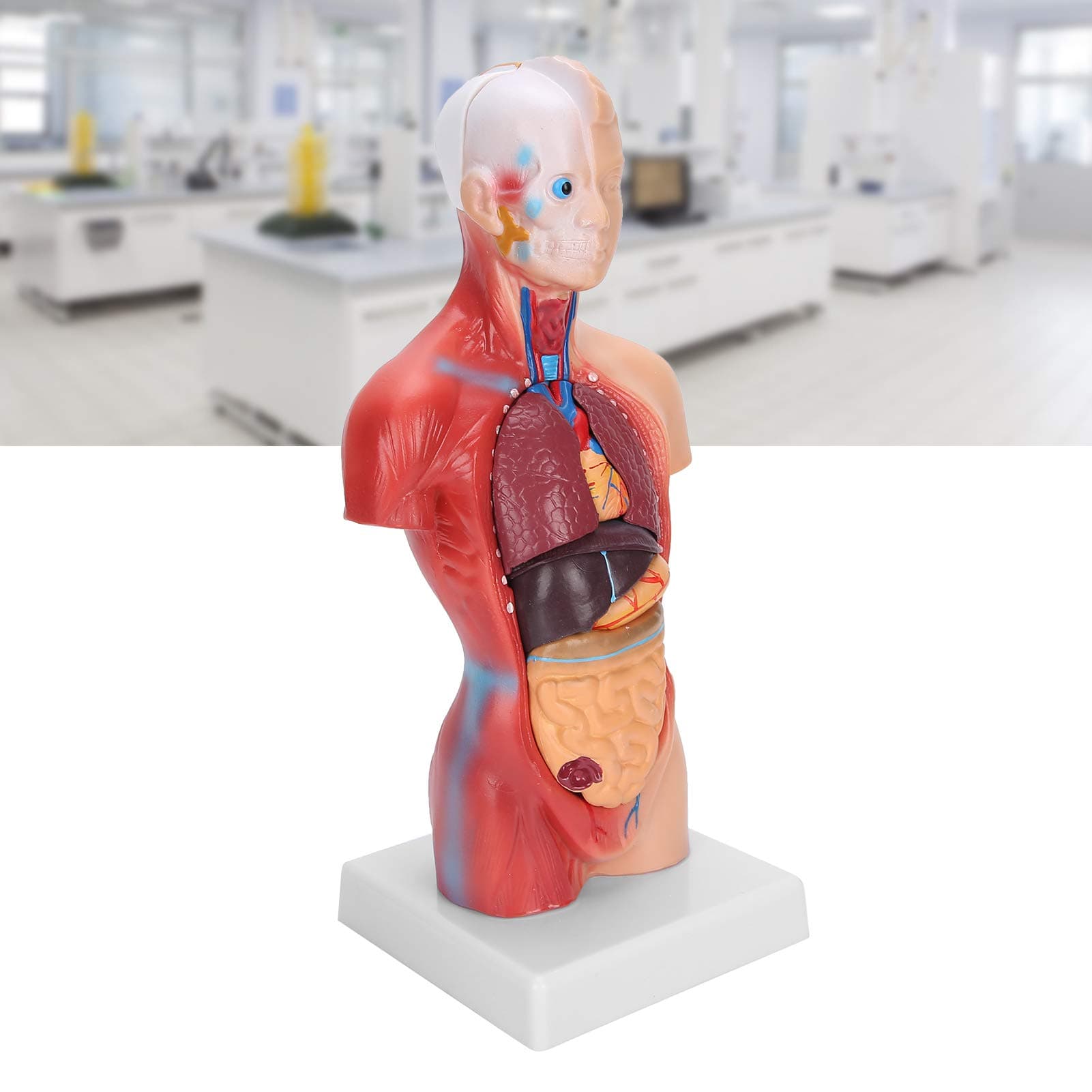 Human Torso Model, Anatomy Human Torso Model PVC Durable Meticulous for Schools for Hospitals for Physical Health Teaching for Teaching Tool