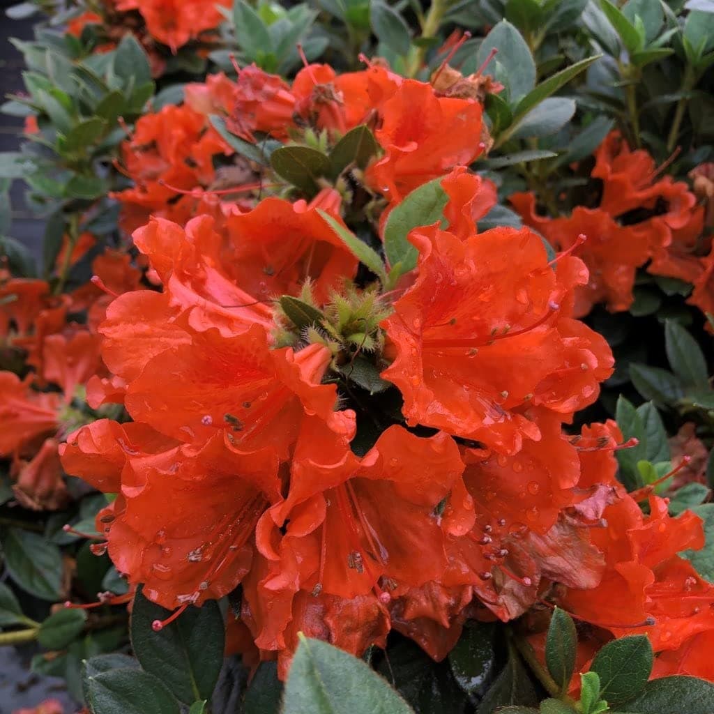 Cloud Farm Live Orange Azalea Healthy Flower Plant For Home Gardening Orange Colour Pack of 1 CF_12