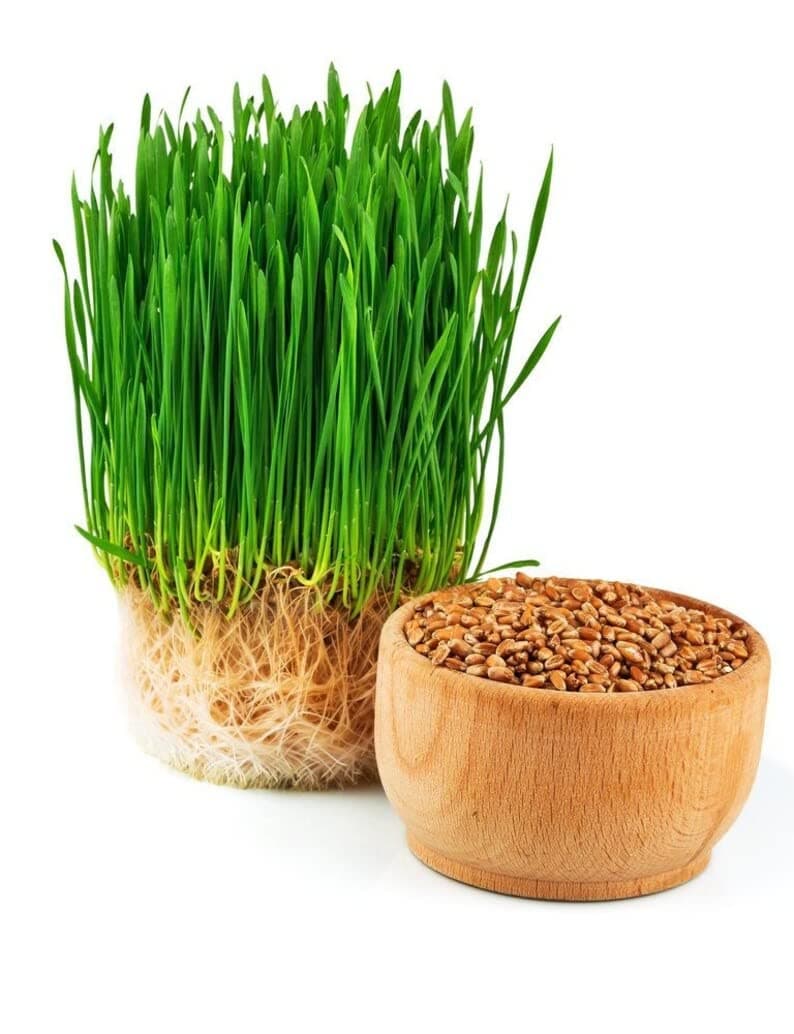 Orangic Farm Wheat Grass Seeds Desi Bansi Wheat Variety (450 Gm) For Wheat Grass Juice , Wheatgrass Seeds For Cat | Wheat Grass For Indoor | Cat Grass Seeds For Home Garden