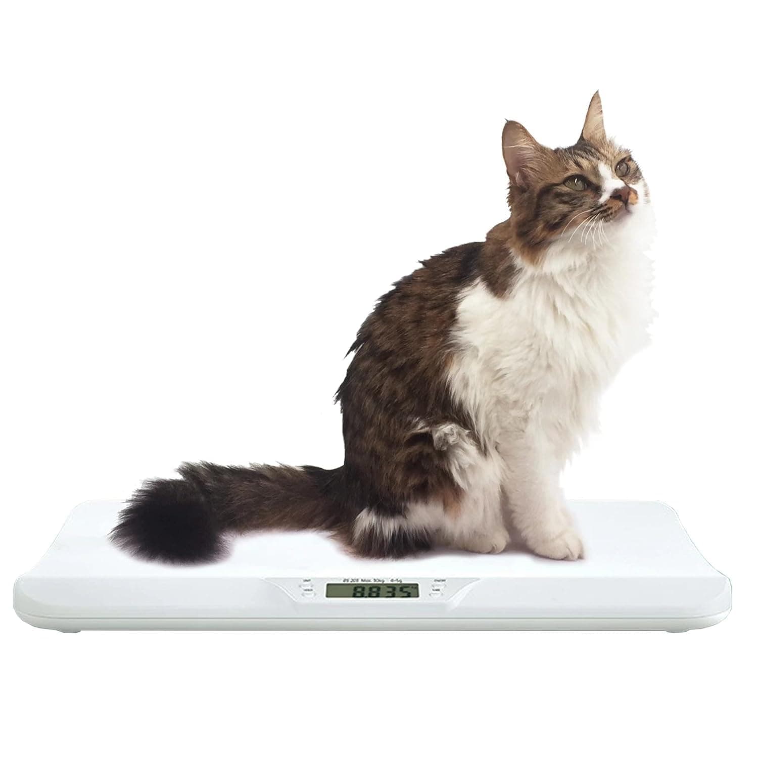 New Model High accuracy Multi-Functional Pets Scale Suitable for Small and Medium-Sized Pets or Postal Under 30KG Pet Scale dog scale Cat scale