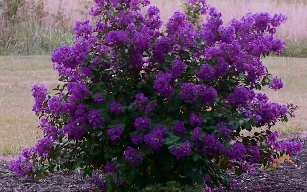 Purple Velvet Miniature Crape Myrtle, Pack of 5, Darkest Purple Flower Available, Matures 4'-5' (1'-1.5' When Shipped, Well Rooted with Pots in Soil)
