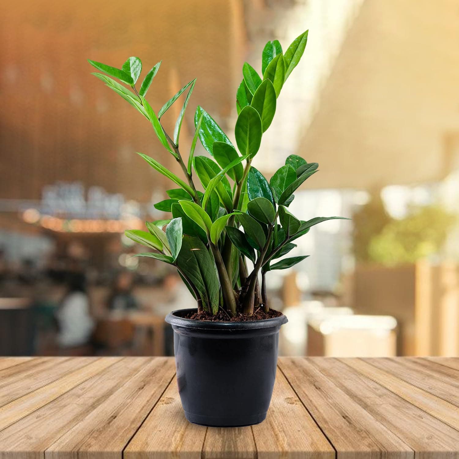 ZZ Plant, Zamia Air Purifer Plant Black Pot (Zamioculcas Zamiifolia)