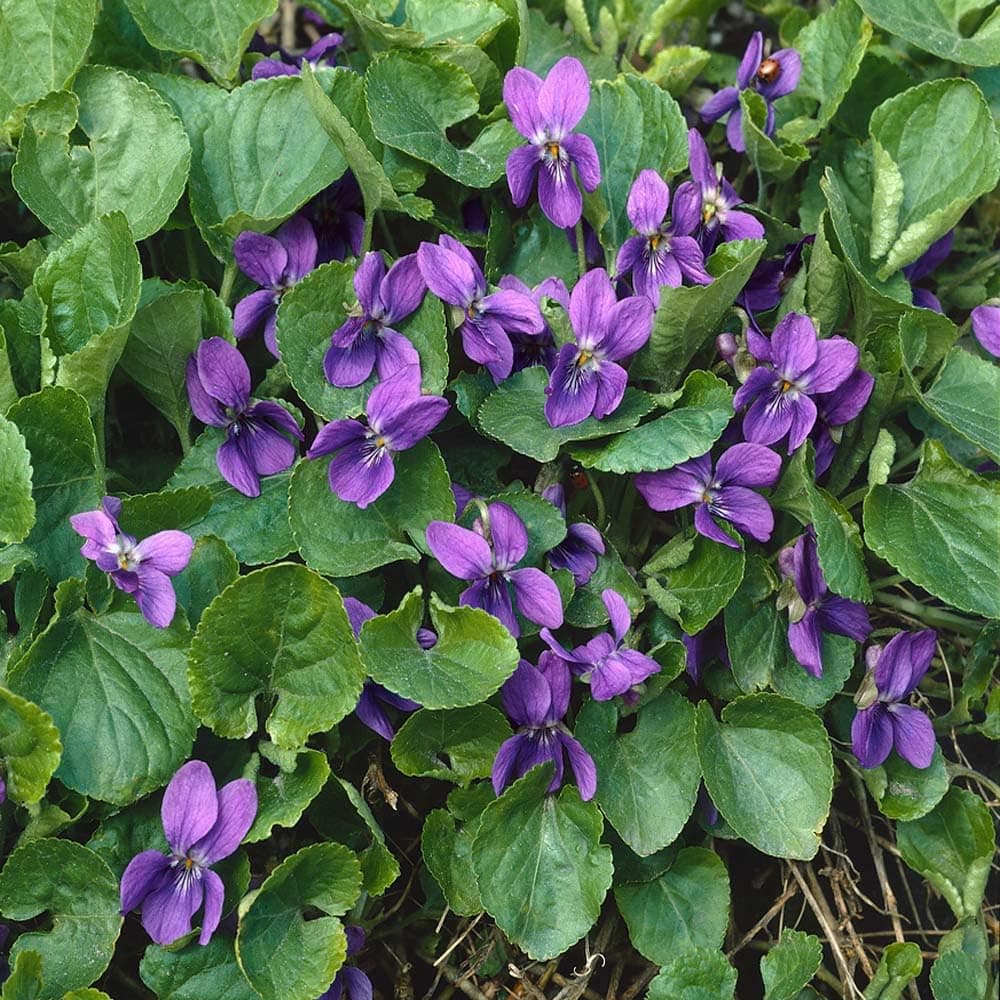 Outsidepride Perennial Sweet Violet Viola Odorata Konigin Charlotte Flower Seeds - 200 Seeds