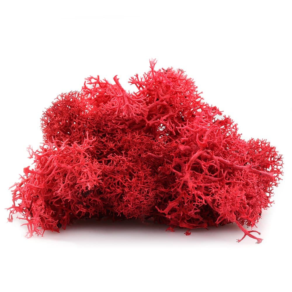 NW Wholesaler Bright Red Colored Preserved Reindeer Moss - 2 oz - Indoor Outdoor for Potted Plants, Terrariums, Fairy Gardens, Arts and Crafts or Floral Decor Design