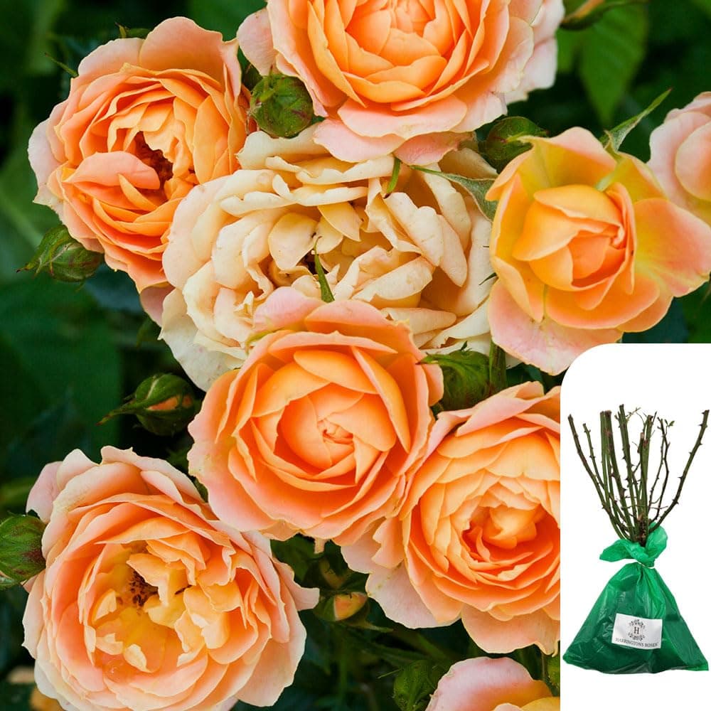 1 x Rosa Schoolgirl – Bare Root Orange Apricot Climbing Rose, Gold Medal Winner, Fragrant, Vibrant Blooms, Ideal for UK Gardens - When Only The Best Will Do - Top Grade “A” Roses