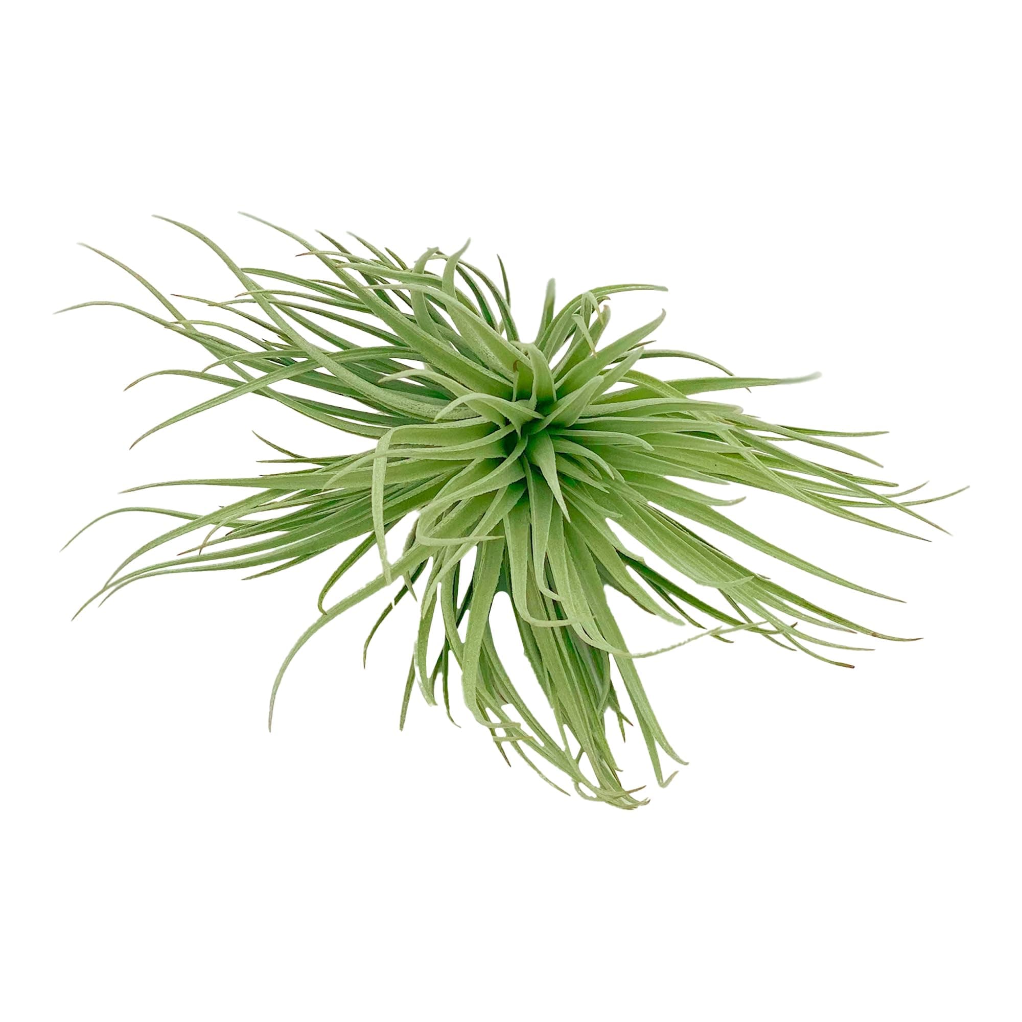 Air Plants - Flowering Tillandsia Rose BAER, Large 5" - 1ct - Live Arrival Guaranteed - House Plants for Home Decor & Gift