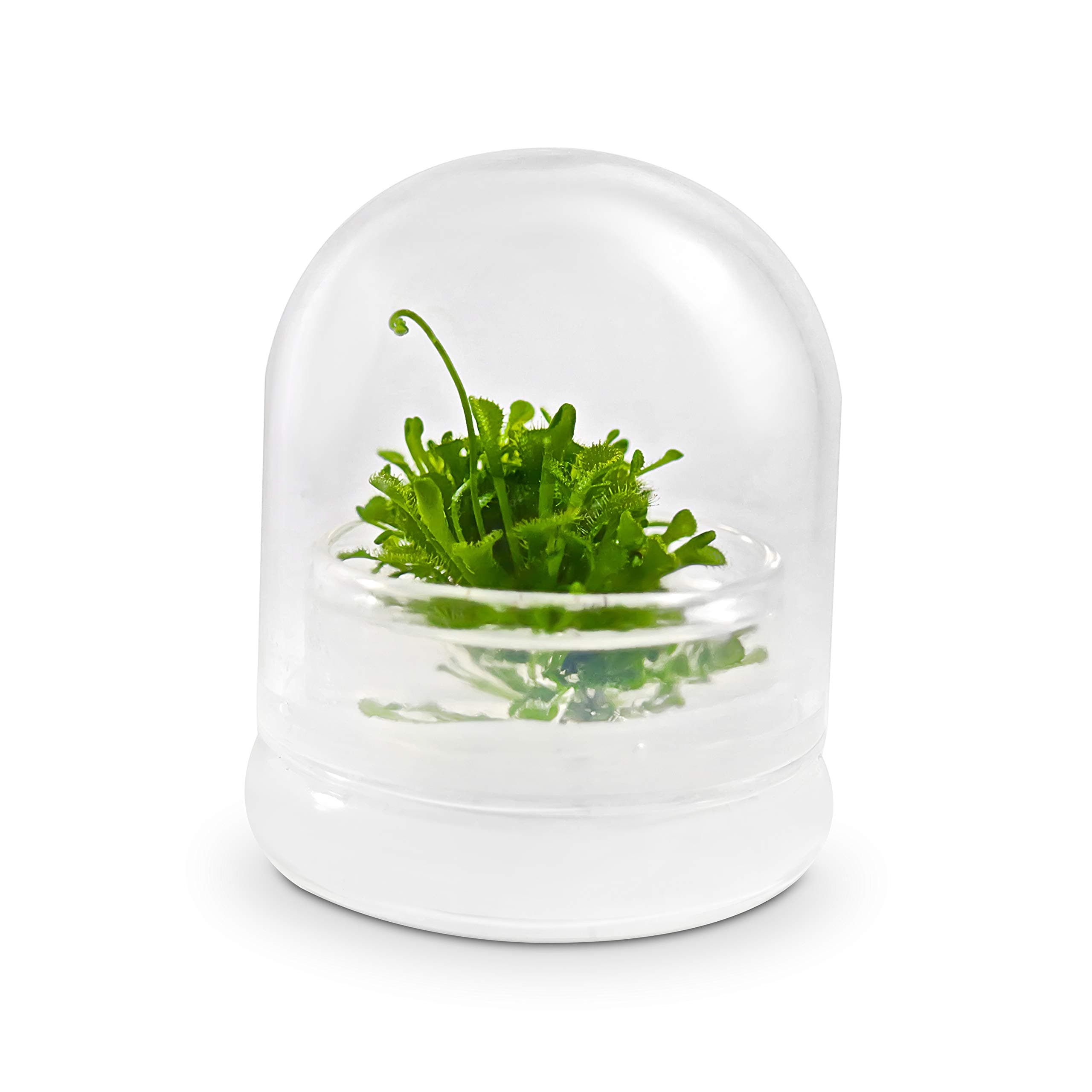 - Live Sundew Plant Terrarium – Enclosed Ecosystem with Zero Maintenance – Unique Ecosphere Plants for Home Décor – Drosera Spatula Sundew Plant –Great Gift – Self-Sustaining Terrarium