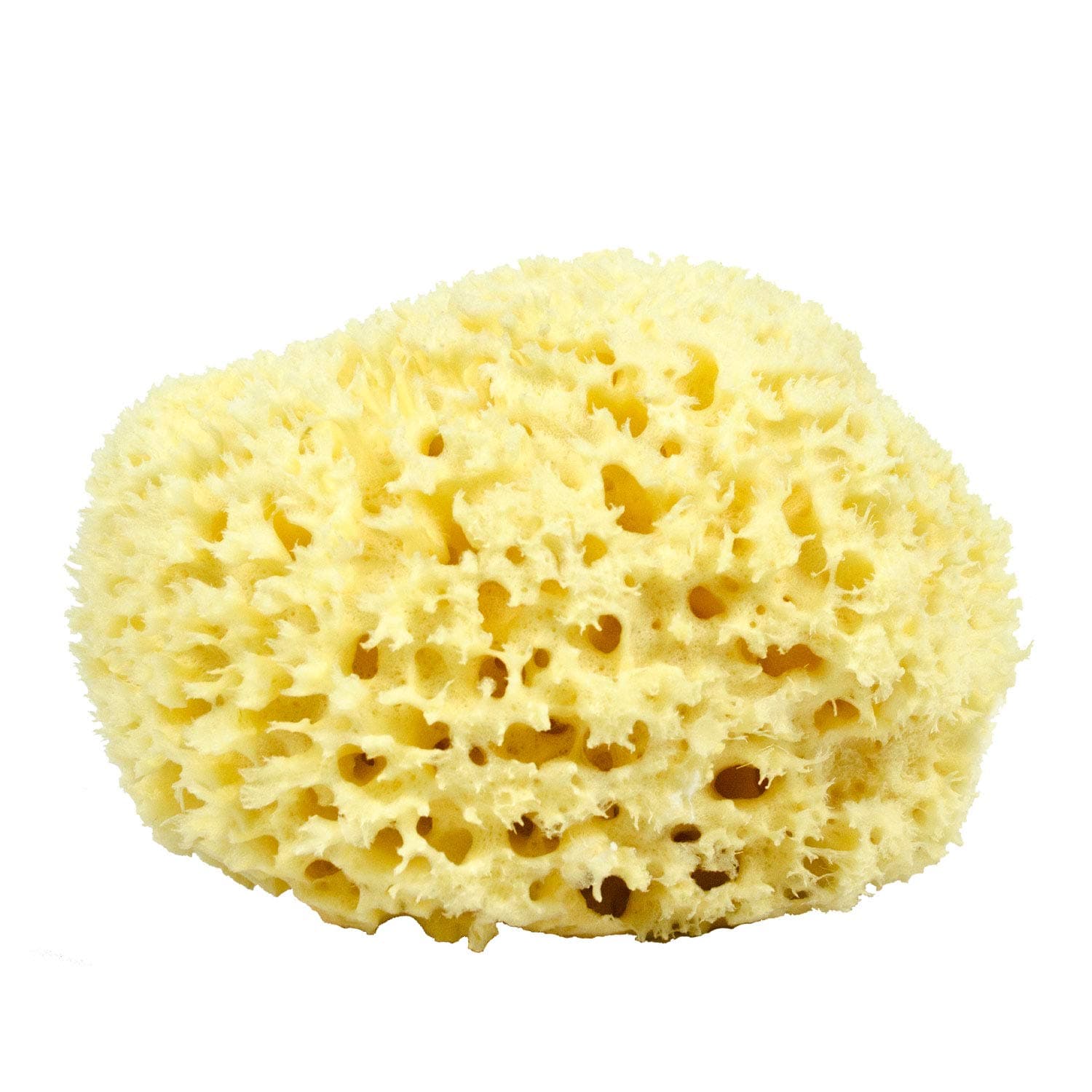 Sea Wool Sponge - All Natural Honeycomb Renewable Sea Sponge, Hand Cut, Jumbo, Approx. 7 Inches
