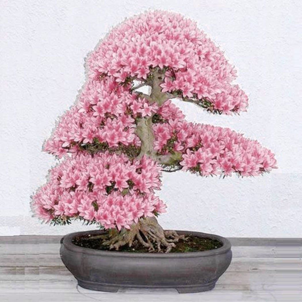 Yukio SEED CORNER - Rare 10pcs Japanese Cherry Blossom Tree Sakura Bonsai, Prunus serrulata Tree Seed, Hardy Perennial Vegetable Seeds