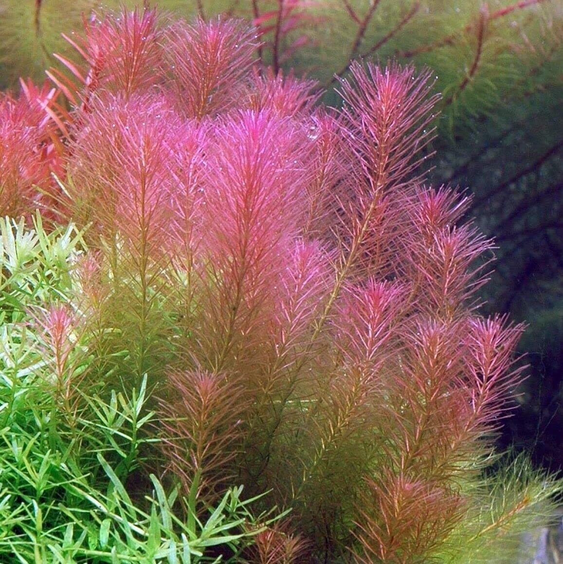 Aquarium   Live  Plant Rotala Wallichii 'Mexicana' Copper Red Walichi