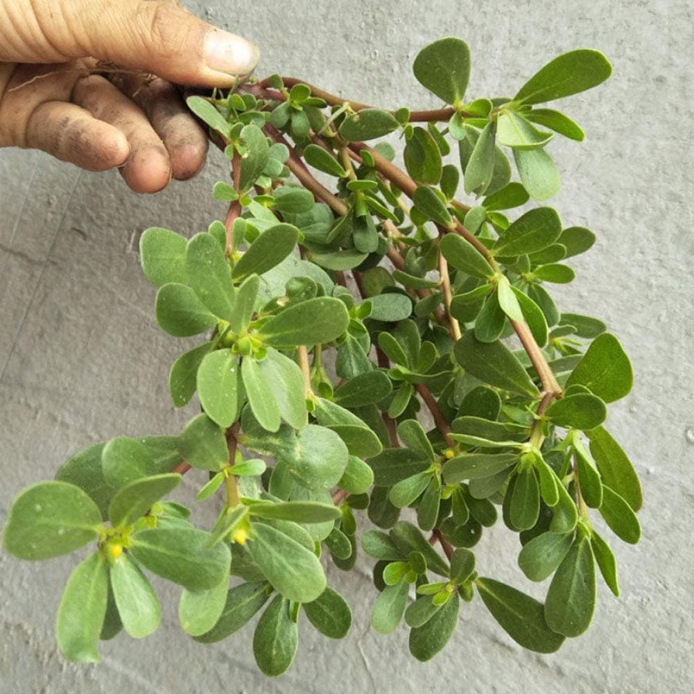 Purslane Plants Seeds10g 6000+ Portulaca Oleracea Common Purslane,Verdolaga, Red Root, Pursley,Portulaca Oleracea Super Salad Vegetables Easy to Grow Amazing Chinese Herb Seeds for Planting Garden