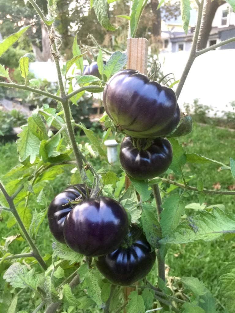 Black Beauty Beefsteak Heirloom Tomato Premium Seeds for Planting Packet