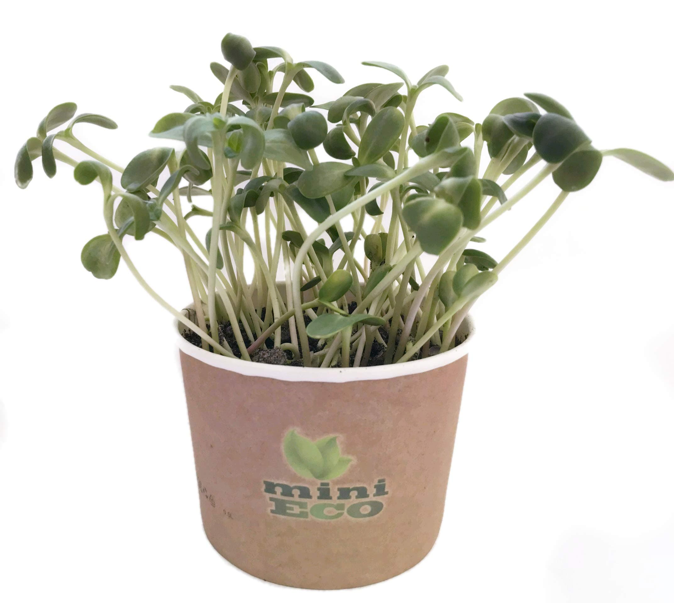 MiniEco Microgreens Growing Kit For Sunflower Seeds. Your HEALTHY LIFE Can Start Now!