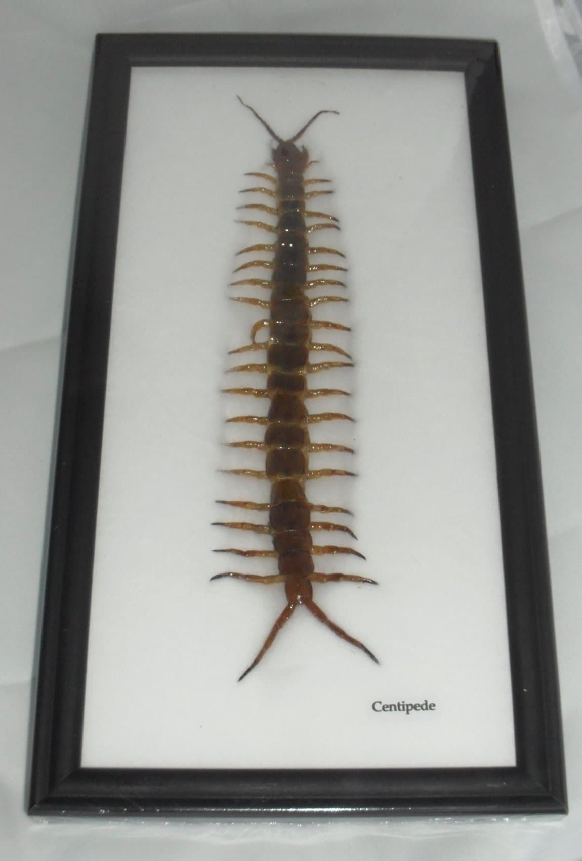 REAL CENTIPEDE insect collection taxidermy in Frame