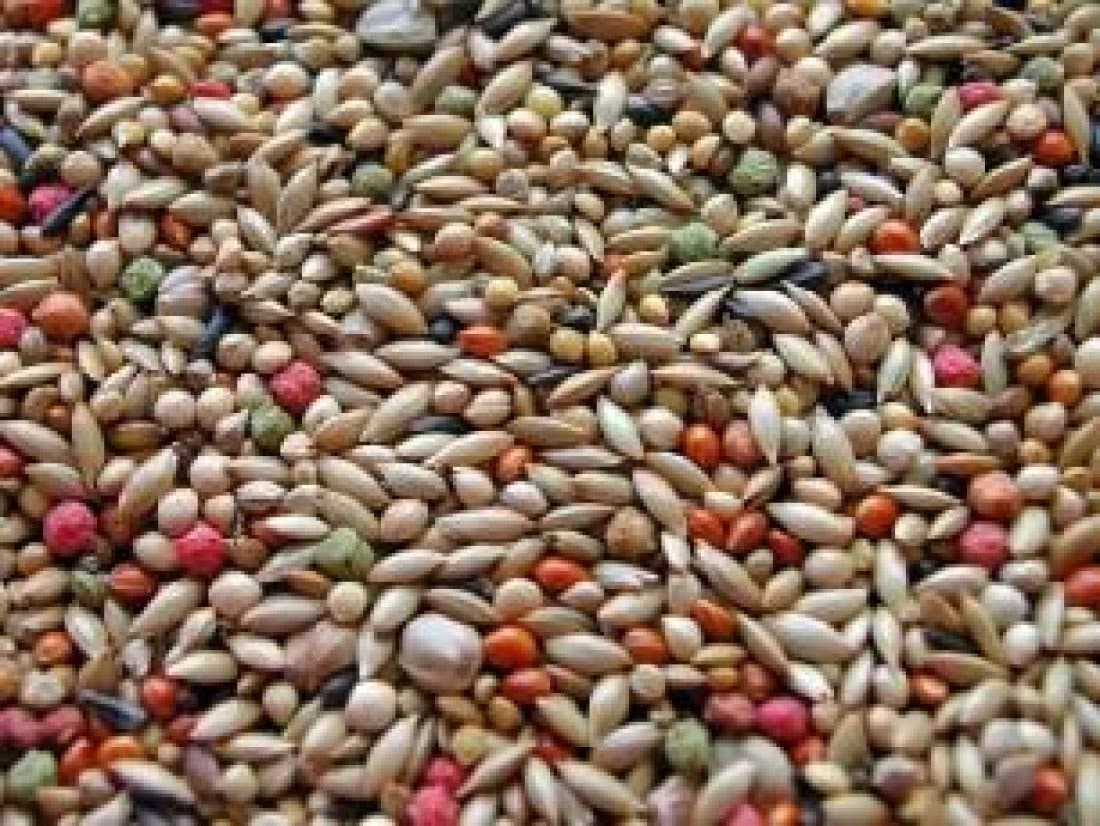 Willsbridge Breeders Budgie And Vam Pellets 20Kg