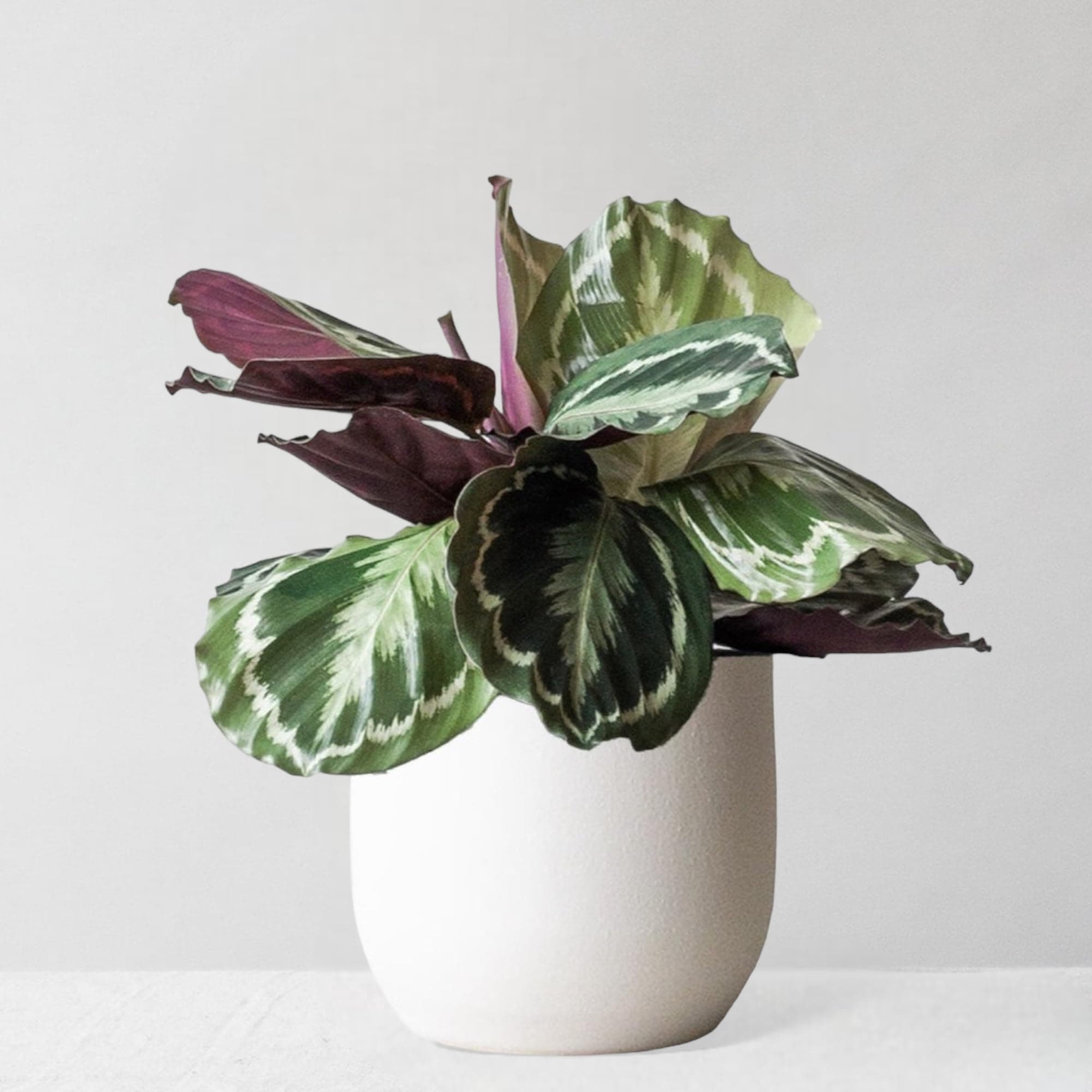 Leaf Envy Calathea Medallion Indoor Plant with Terracotta Plant Pot, 35-80cm Tall Pet Friendly Houseplant, Easy Care, Artistic Foliage & Interactive 'Praying' Leaves, Low Light & Air Purifying Plant