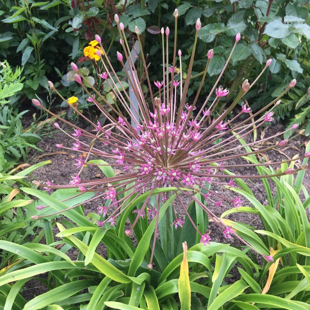 20x Allium schubertii Bulbs