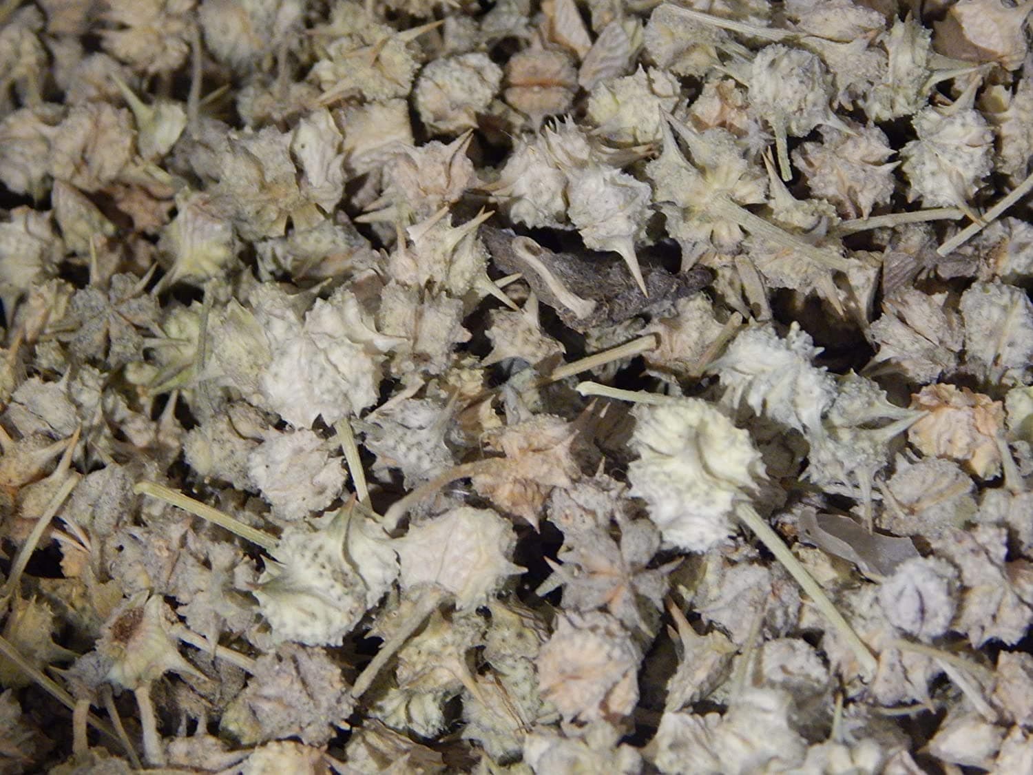 Xetomos Gokhru Chota Tribulus Terrestirs Small Caltrops 200g Other names are Hasak, Dareesa, Shirsheer, Hummos al-ameerGokshur, Gokhuri , Bai ji li, Tu chi li, Small Caltrops, Land Caltrops, Puncture Vine, Goathead , Croix-de-Malte, Burzeldorn, Methogokharu, Nhane Gokharu, Chota Gokhru, Senna Negalu, Negalamullu, Negalu, Pakhda, Puncture Vine Chota-Gokhru, Gokshura, Gokaru, Gokshuru, Gokhsuru