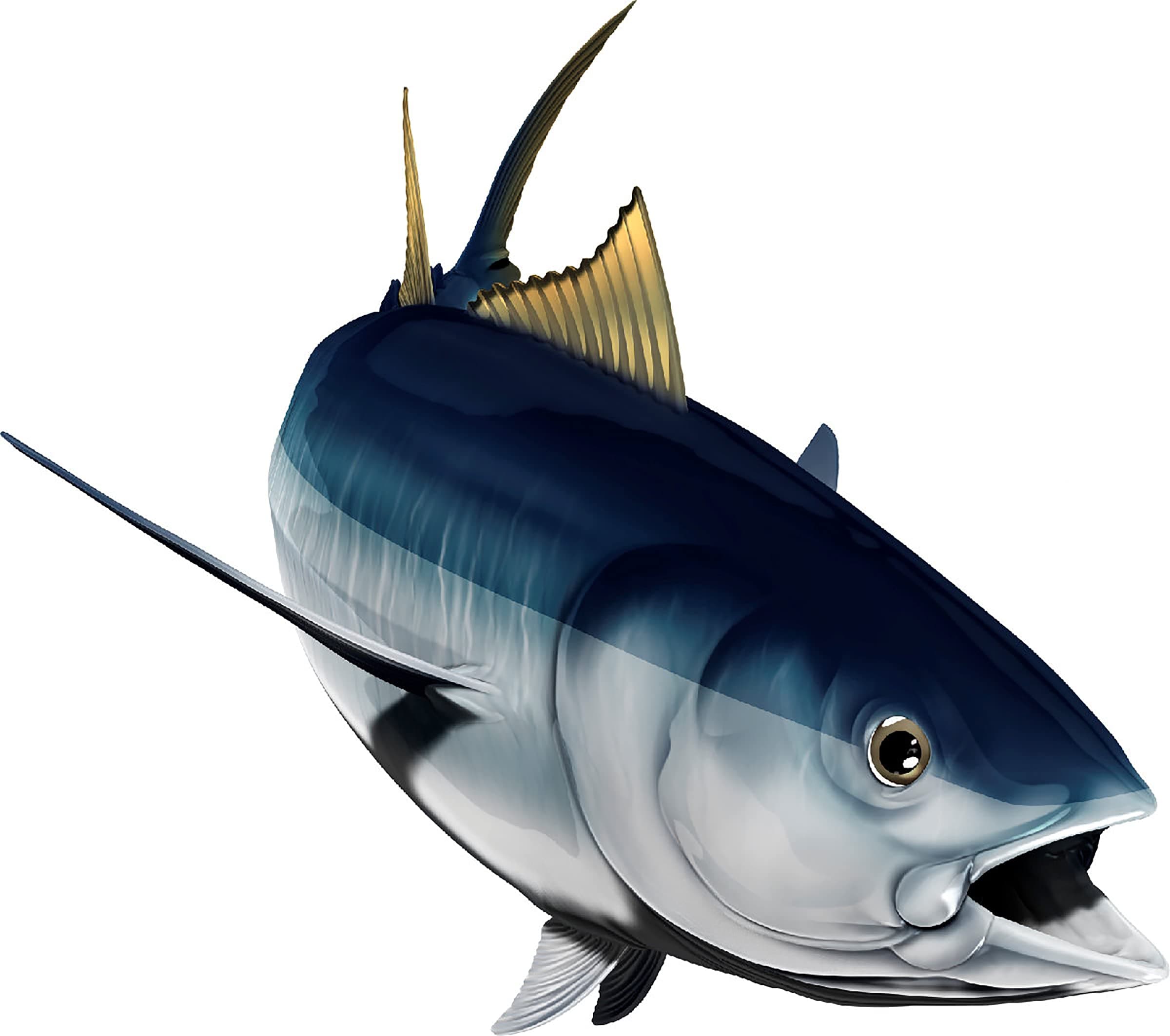 Albacore Tuna Beautiful Fish Decal | Fishing Decal for Boat, Car, Vehicle, Truck Etc. | Waterproof Vinyl Sticker | Many Sizes & Styles Available | 12" to 40" by Digital Fish Art (Small, Position 5R)