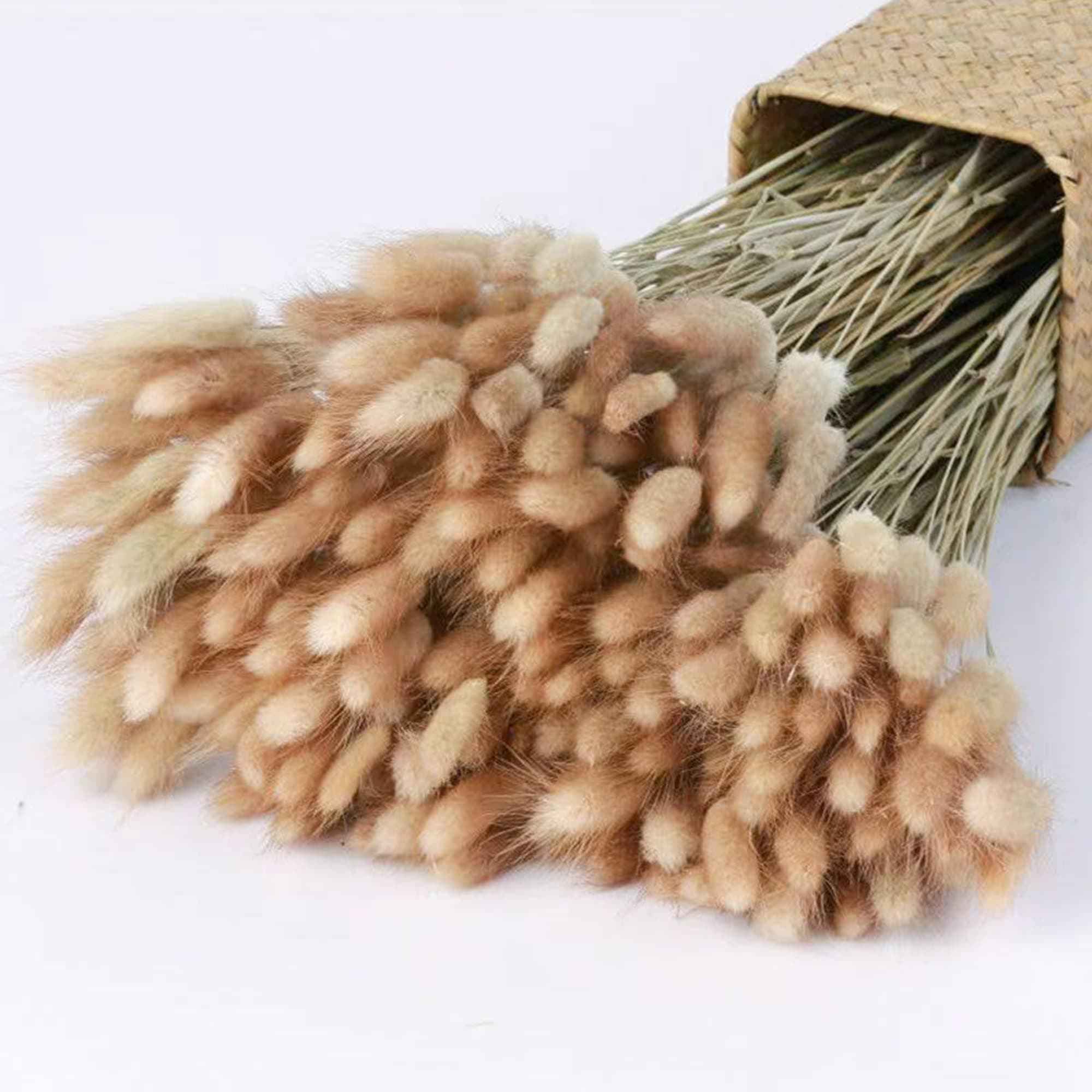 DonghomeNatural Dried Lagurus ovatus 120 Pcs