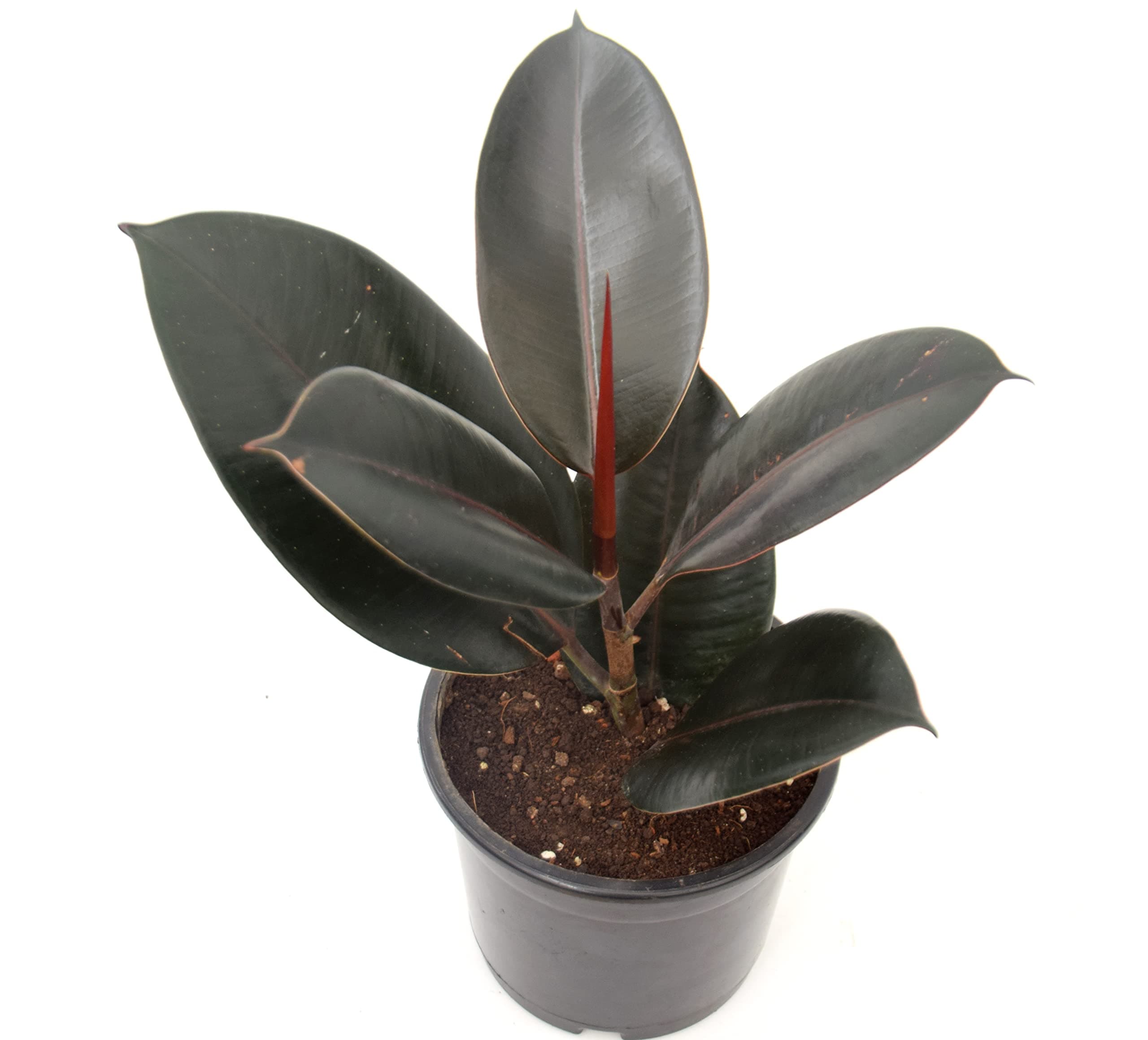 Rubber Fig,Ficus Elastica Air Purifier Rubber Plant by Veryhom