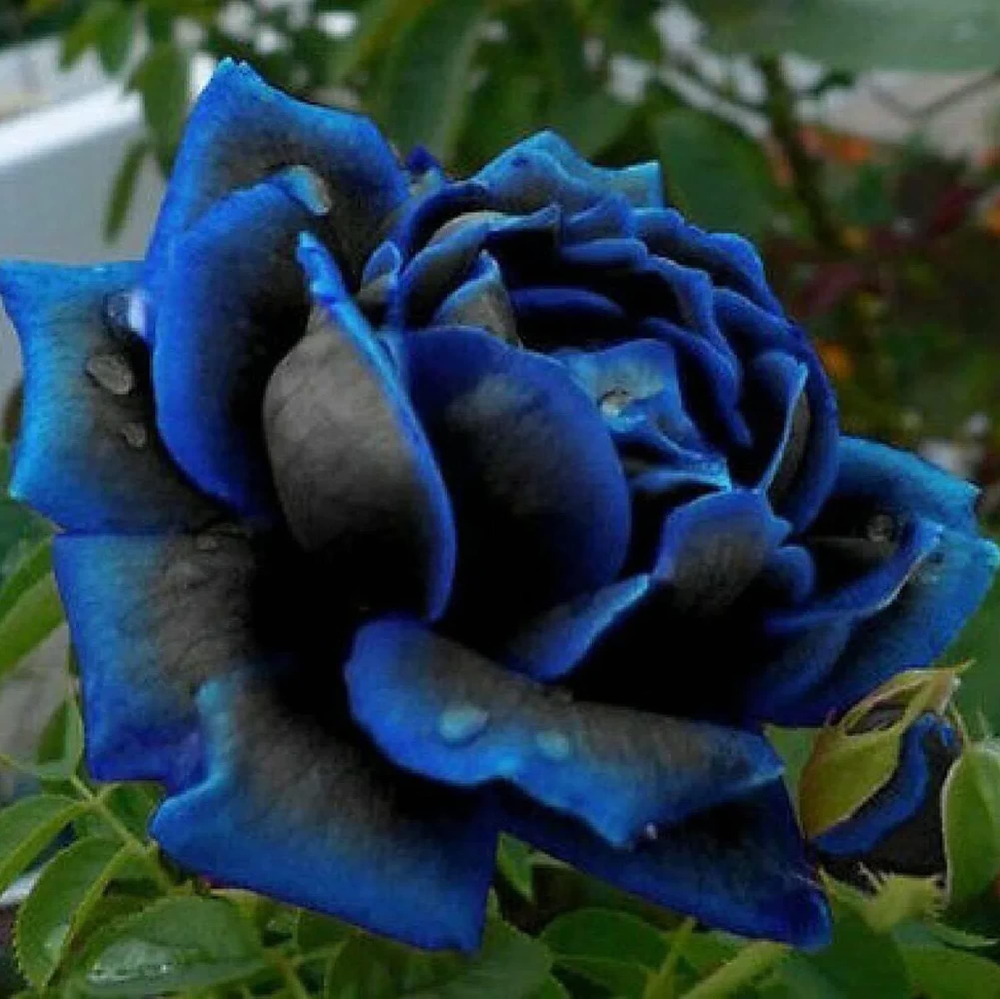 CHUXAY GARDEN Midnight Blue Rose,Black and Blue Rose Flower Seed 50 Seeds Stunning Flowering Plant Rare Blue Double Flowers Great for Garden