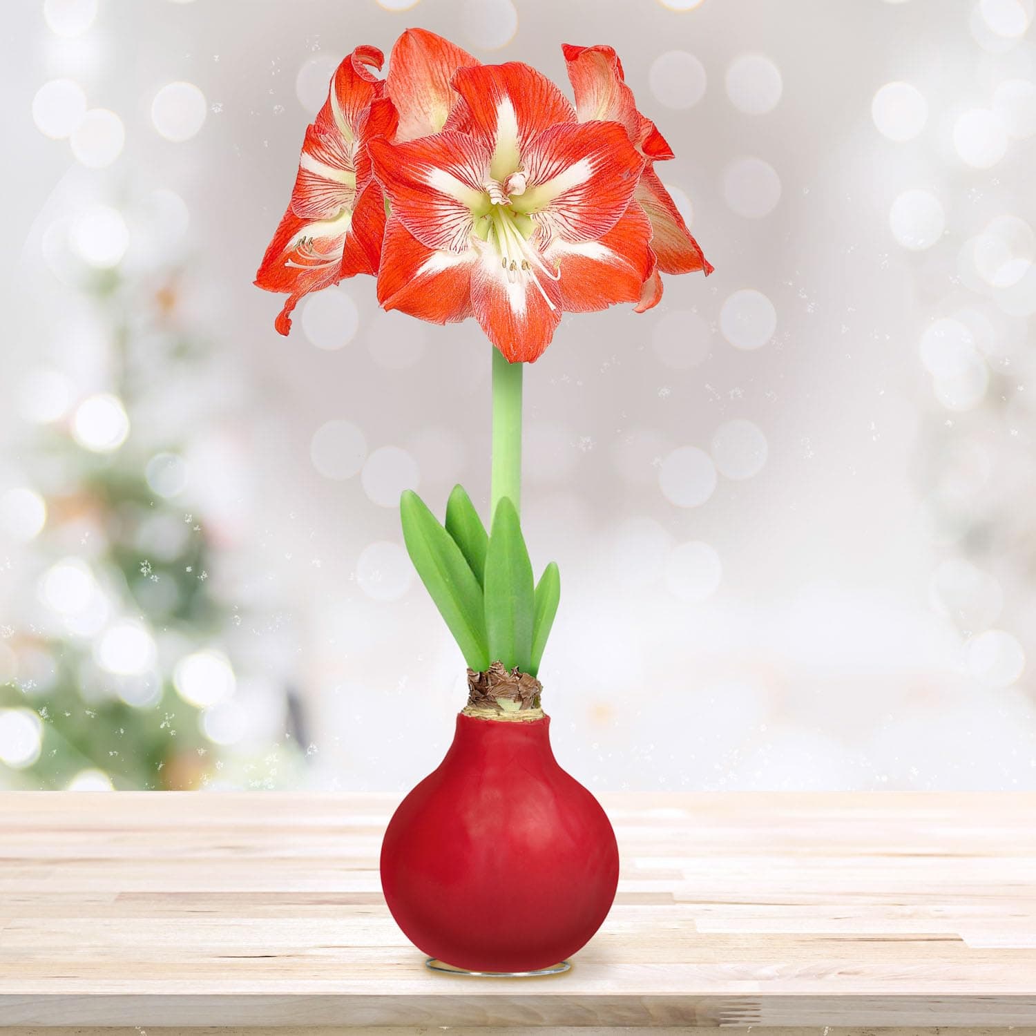 Garden State Bulb Minerva Waxed Amaryllis Flower Bulb, 30/32cm (Red), Holiday Gift!