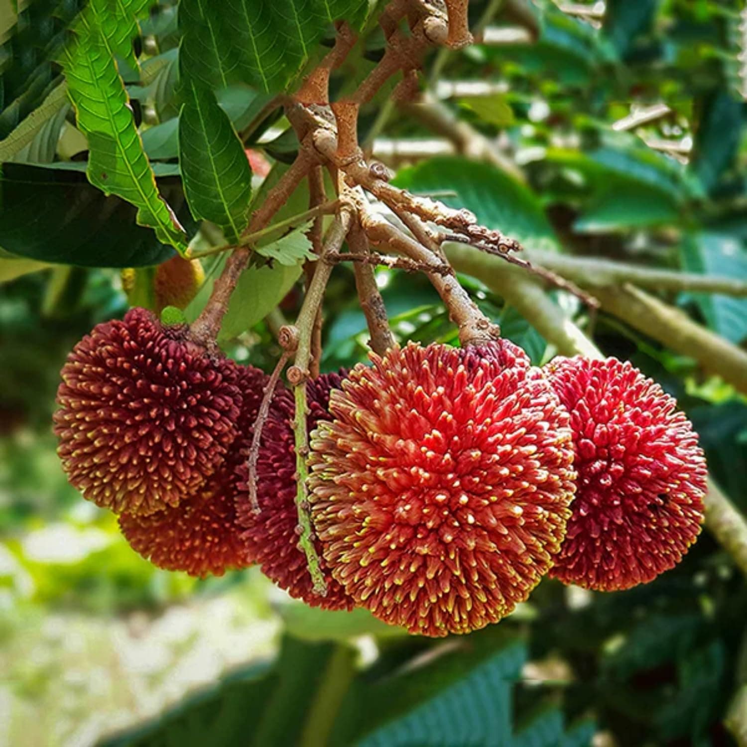Hug A Plant | Pulasan Fruit/Philosan (Nephelium mutabile) Fruit Live Plant (Home & Garden)