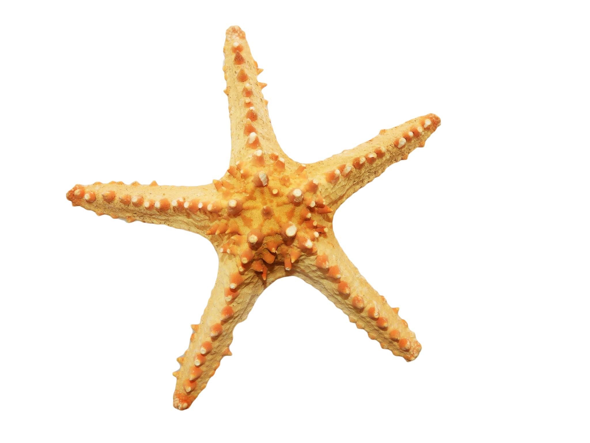 SEASATIONALS Horned Starfish 8-10 Inches