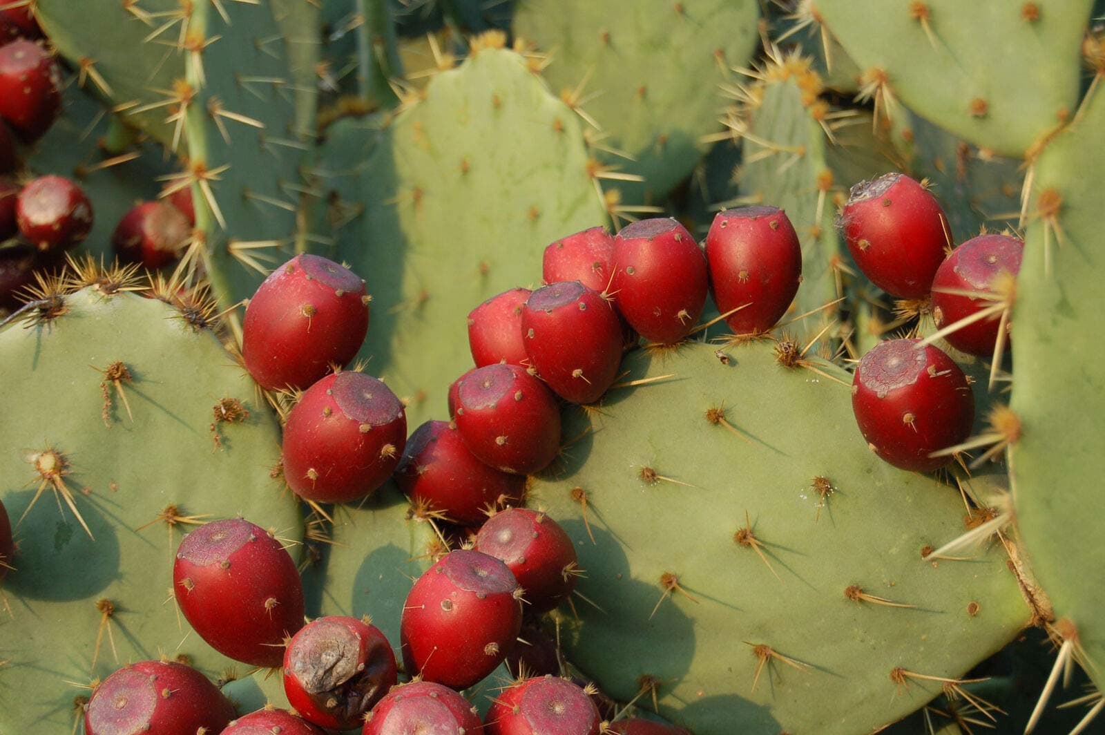 20 Red Cactus Prickly Pear Se-EDS Opuntia Ficus Indica Indian Fig Sabras Fr-uit