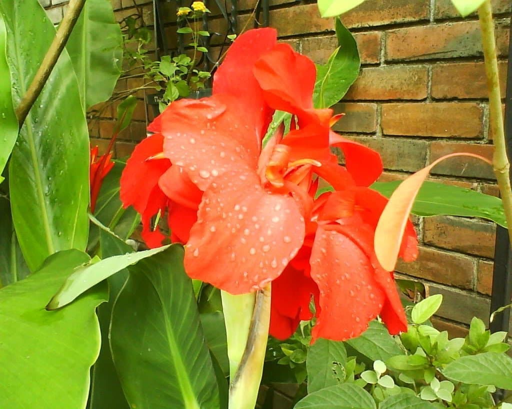 ABC Inc 10 RED CANNA LILY Indian Shot Canna Indica Flower Seeds