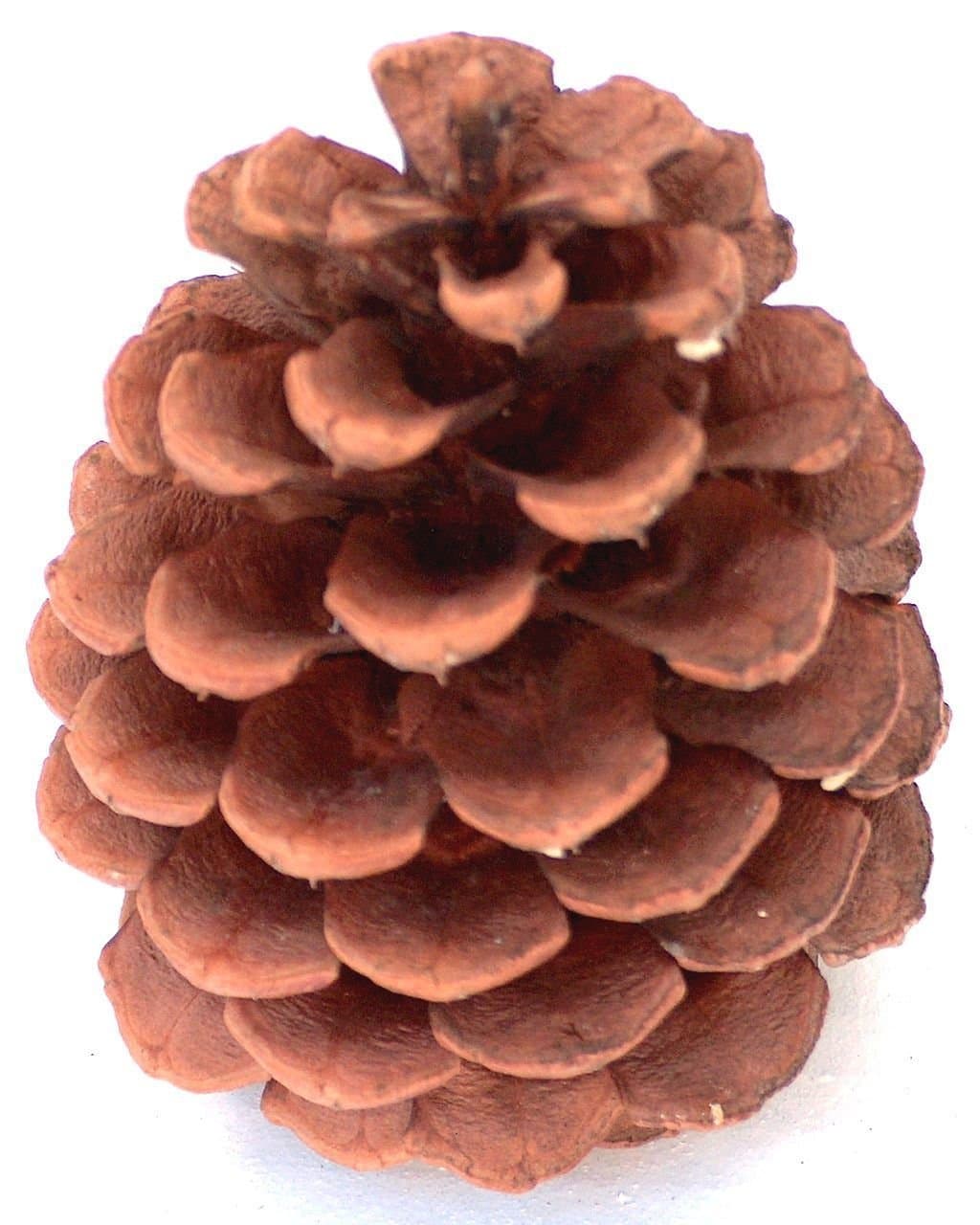Disontinued - Ponderosa Pine Cones Box 12 - 3 to 3.5 Inch Tall
