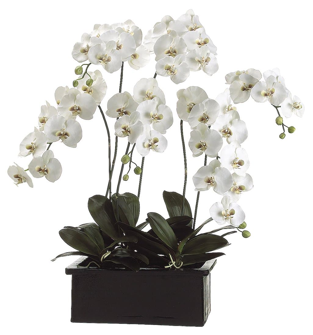 Tori HomePhalaenopsis Orchid Plant in Ceramic Pot